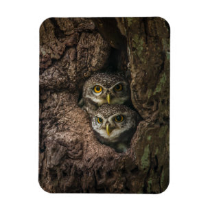 Magnet Flexible Forest   Deux Owls Looking