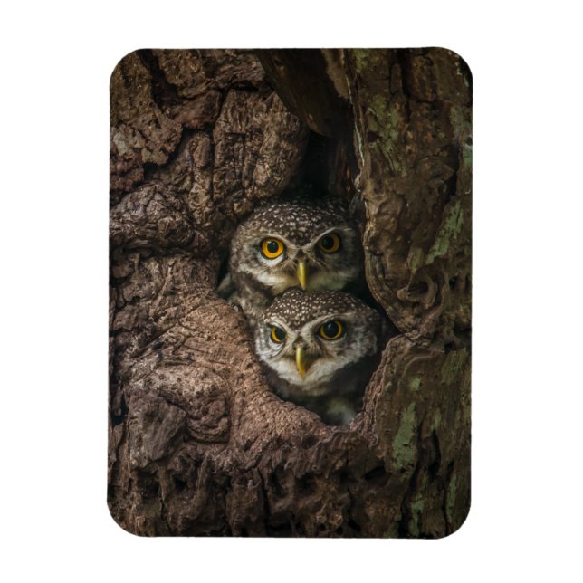 Magnet Flexible Forest | Deux Owls Looking (Vertical)