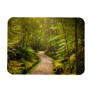 Magnet Flexible Forêt Chemin De Marche Dans La Forêt