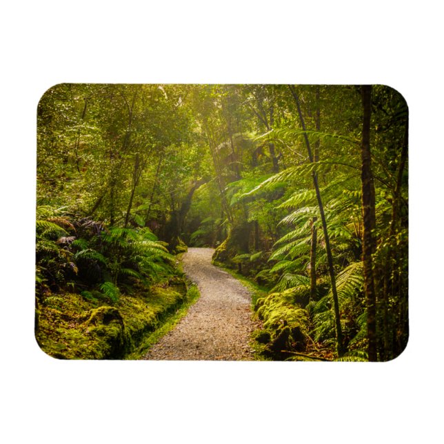 Magnet Flexible Forêt | Chemin De Marche Dans La Forêt (Horizontal)