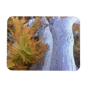 Magnet Flexible Forêt d'automne