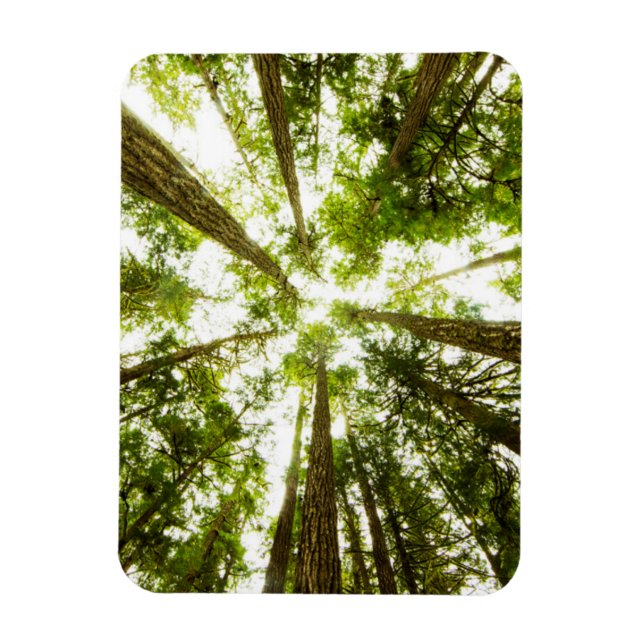 Magnet Flexible Forêt de pluie verte (Vertical)