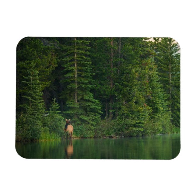 Magnet Flexible Forêt | Elk au parc national Banff Alberta (Horizontal)