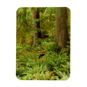 Magnet Flexible Forêt luxuriante et fougères Ecola State Park, O
