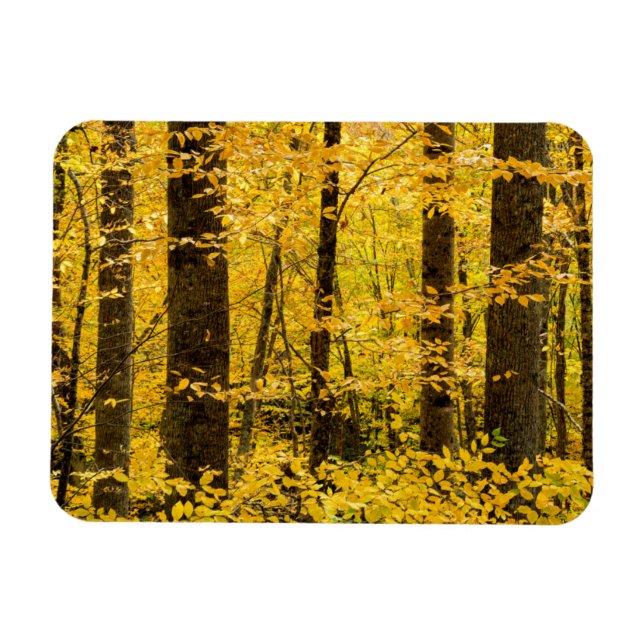 Magnet Flexible Forêt nationale de Fall Pisgah (Horizontal)