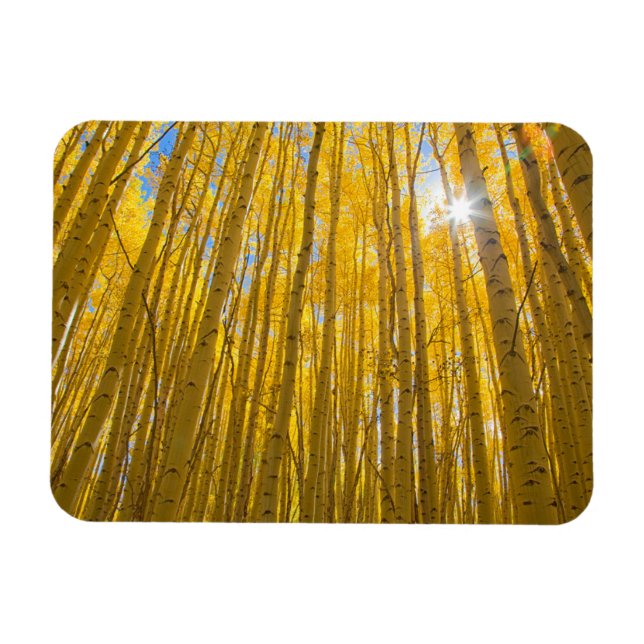 Magnet Flexible Forêt nationale de White River (Horizontal)