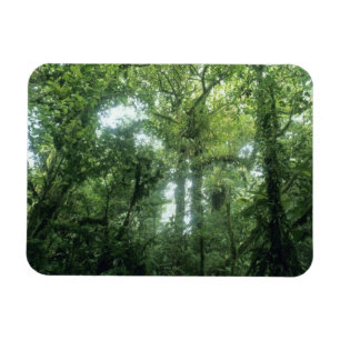 Magnet Flexible Forêt nuageuse de Monteverde, Costa Rica.