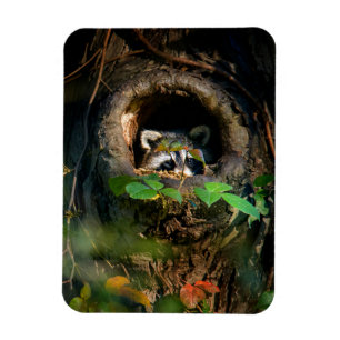 Magnet Flexible Forêt   Raccoon Peeking