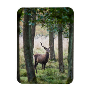 Magnet Flexible Forêt   Woodlands & Red Deer