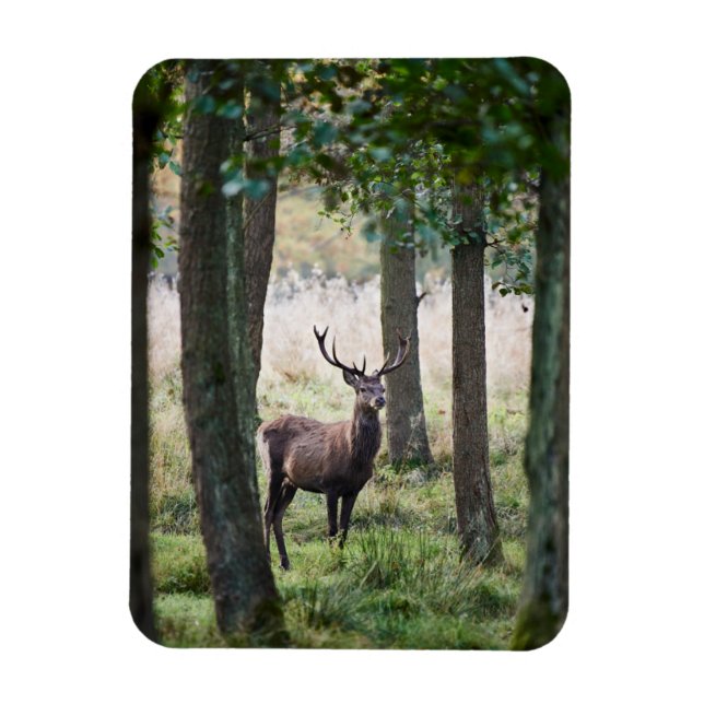 Magnet Flexible Forêt | Woodlands & Red Deer (Vertical)