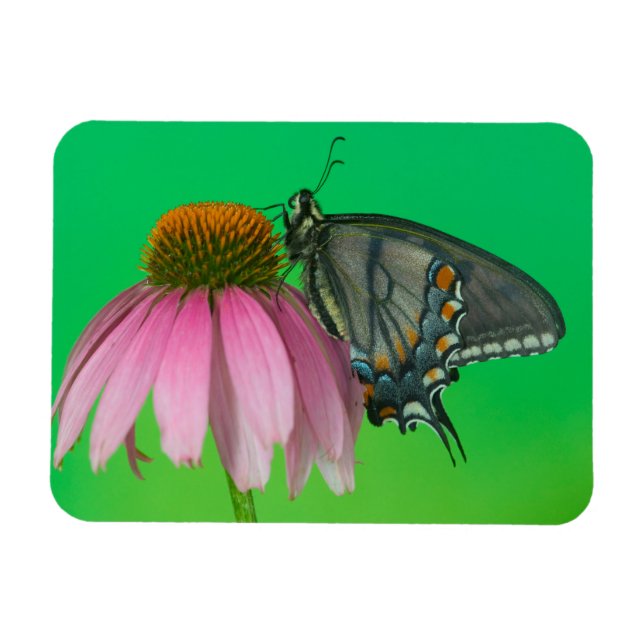 Magnet Flexible Forme noire de Papilio glaucus (Horizontal)