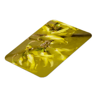 Magnet Flexible Forsythia - Soleil printanier