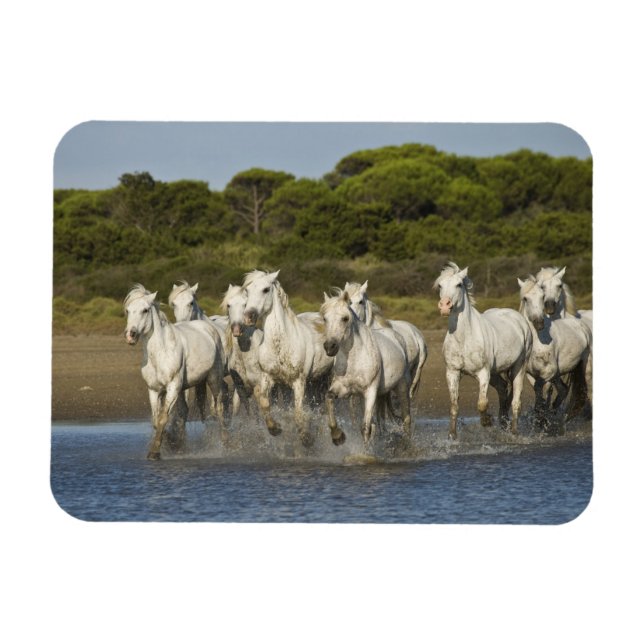 Magnet Flexible France, Camargue. Les chevaux courent à travers l' (Horizontal)