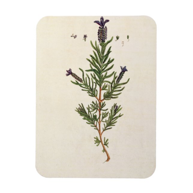 Magnet Flexible French Lavender, plate 241 from 'A Curious Herbal' (Vertical)