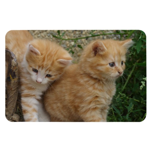 Magnet Flexible Frères Tabby Orange (Horizontal)