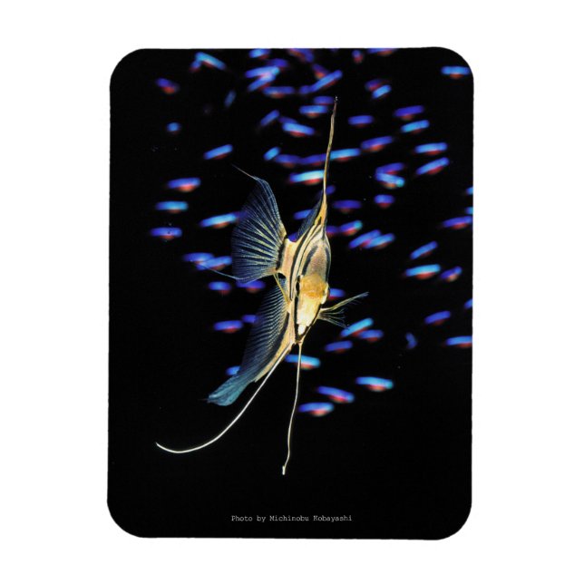 Magnet Flexible Freshwater Angelfish + Cardinal Tetras (Vertical)
