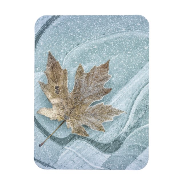Magnet Flexible Frosty Maple Leaf Frozen on Ice (Vertical)