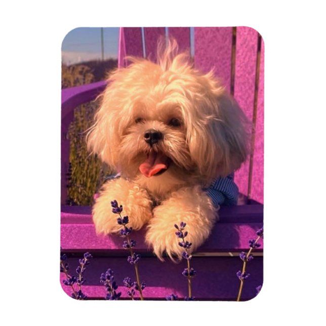 Magnet Flexible Funny Shih Tzu Puppy Smiling (Dog Days) (Vertical)