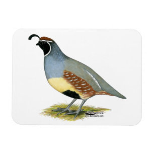 Magnet Flexible Gambel's Desert Quail