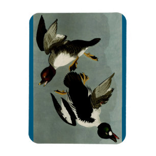 Magnet Flexible Garrot commun canard de mer