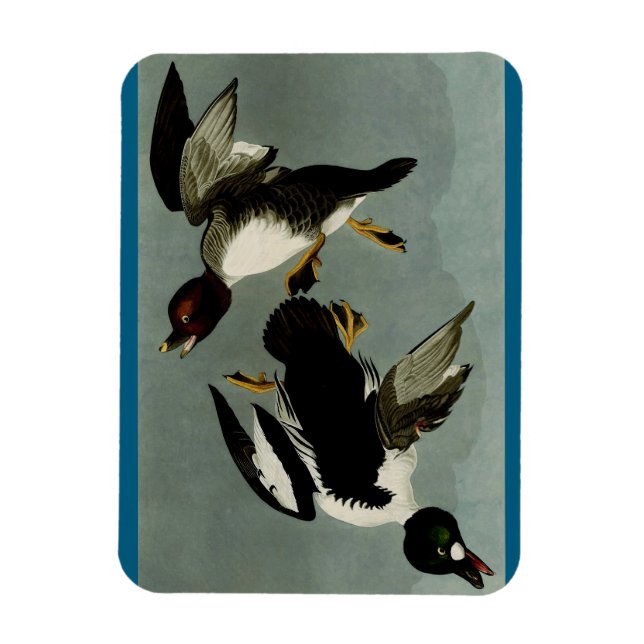 Magnet Flexible Garrot commun canard de mer (Vertical)