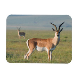 Magnet Flexible Gazelle de Grant, cratère de Ngorongoro, Ngorongor