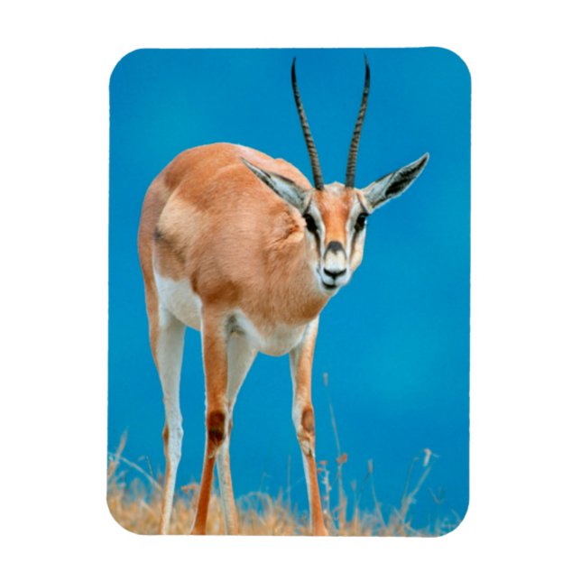 Magnet Flexible Gazelle de Grant (Gazella Granti) Ewe Portrait (Vertical)