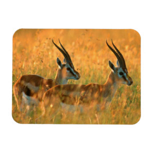 Magnet Flexible Gazelle de Thomson (Gazella Thomsonii) à l'aube