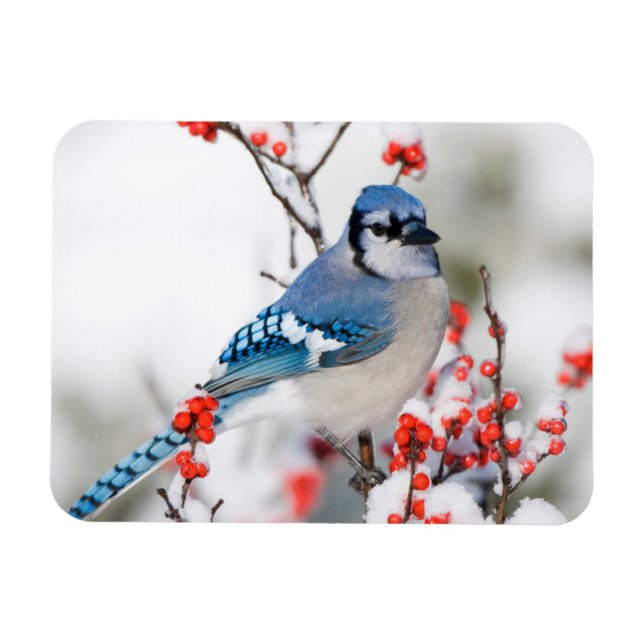 Magnet Flexible Geai bleu dans l'Ilex verticillé (Horizontal)