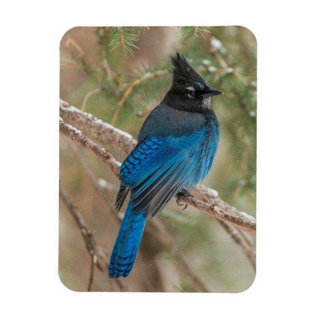 Magnet Flexible Geai de Steller dans un arbre (Vertical)