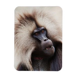Magnet Flexible Gelada Baboon, Éthiopie
