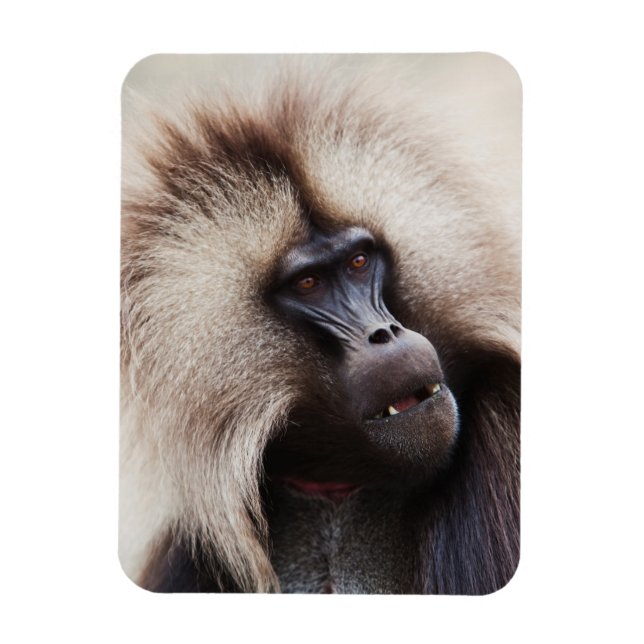 Magnet Flexible Gelada Baboon, Éthiopie (Vertical)