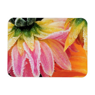 Magnet Flexible Gelée sur les dernières fleurs de l'automne - Dalh
