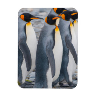 Magnet Flexible Géorgie du Sud. Manchots royaux