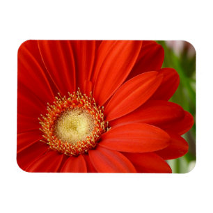 Magnet Flexible Gerbera