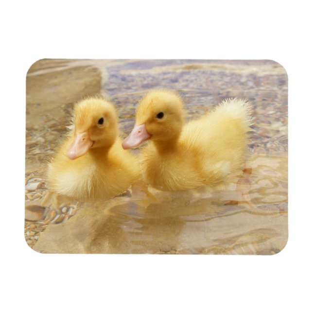 Magnet Flexible Getty Images | Fuzzy Yellow Ducklings (Horizontal)