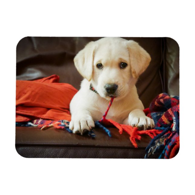 Magnet Flexible Getty Images | Puppy On A Sofa (Horizontal)