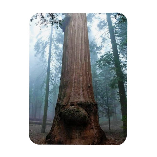 Magnet Flexible Giant Sequoia Tree in Grant Grove, CA (Vertical)