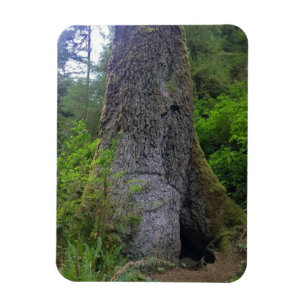 Magnet Flexible Giant Sprace Tree, Cape Perpetua, Oregon