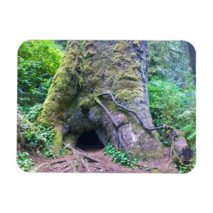 Magnet Flexible Giant Sprace Tree, Cape Perpetua, Oregon