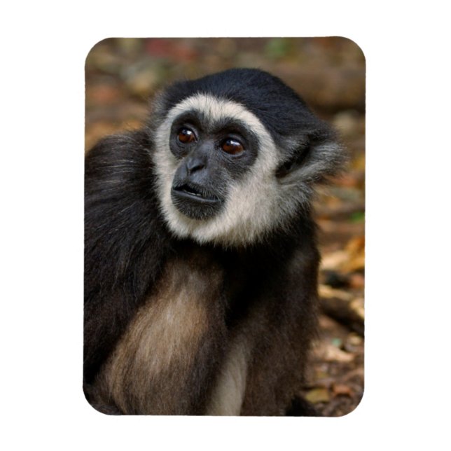 Magnet Flexible Gibbon à mains blanches (Hylobates Lar), Monkeylan (Vertical)