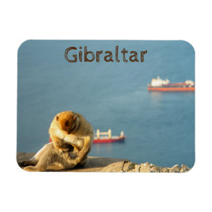Magnet Flexible Gibraltar Barbary ape
