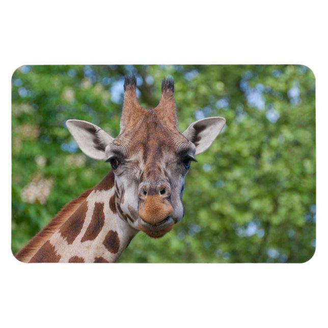 Magnet Flexible Girafe attentive (Horizontal)