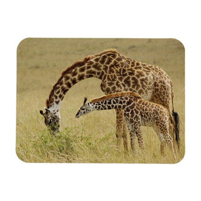 Magnet Flexible Girafe maasaï mère et bébé, Giraffa (Horizontal)