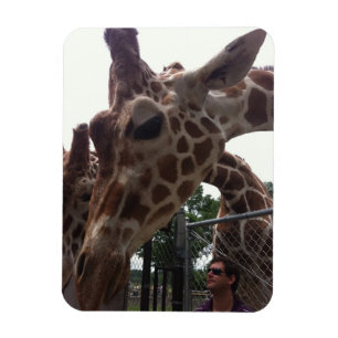Magnet Flexible Girafes