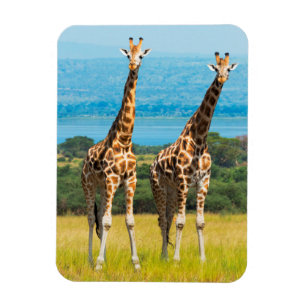 Magnet Flexible Girafes dans la savane, Ouganda