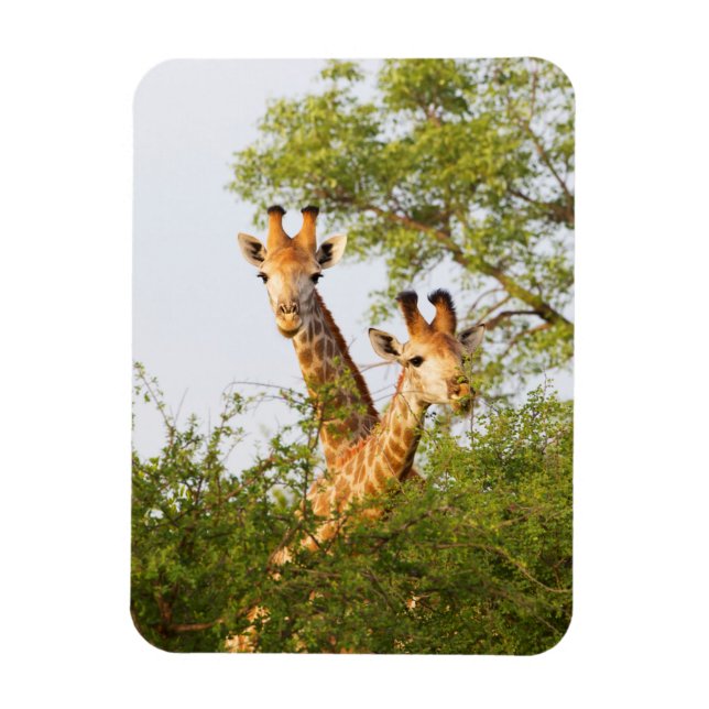 Magnet Flexible Girafes dépassant la végétation (Vertical)