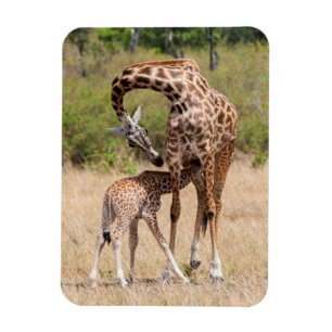 Magnet Flexible Giraffe Mère et bébé au Kenya
