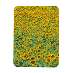 Magnet Flexible Gisement jaune de tournesol
