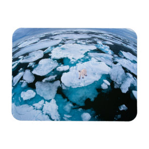 Magnet Flexible Glace et neige   Ours polaire, Océan Arctique, Sva